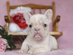 Winter  puppies for sale