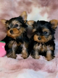 Milo puppies for sale