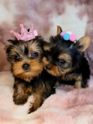 Milo puppies for sale
