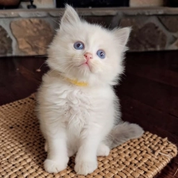 Nala puppies for sale