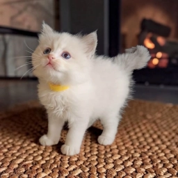 Nala