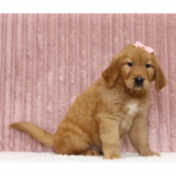 Rosalina puppies for sale