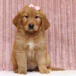 Rosalina puppies for sale