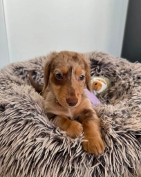 Little Trail Range — Miniature Dachshund Puppies for Sale puppies for sale
