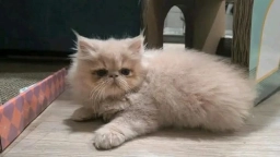 Persian kitten  puppies for sale