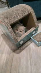 Persian kitten  puppies for sale