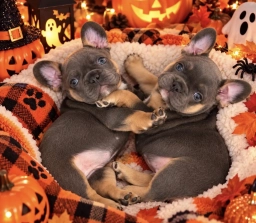Jacob and Cynthia  puppies for sale