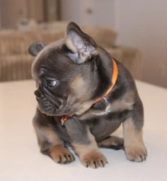 Jacob and Cynthia  puppies for sale