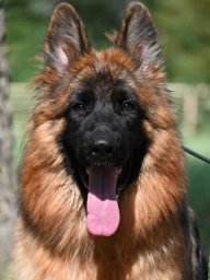 Alsup German Shepherds  puppies for sale