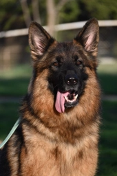 Alsup German Shepherds  puppies for sale