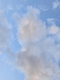 Grooming test  puppies for sale