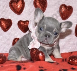 Nala  puppies for sale