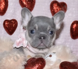Nala  puppies for sale