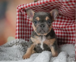 Zoey  puppies for sale