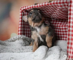 Zoey  puppies for sale