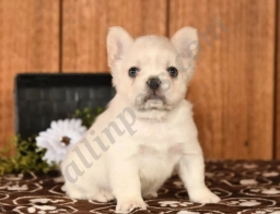 Bryno  puppies for sale