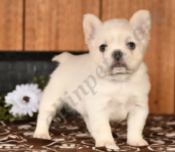 Bryno  puppies for sale