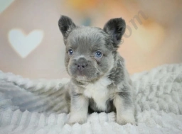 Bozo  puppies for sale