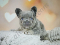 Bozo  puppies for sale