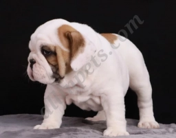 Sophie  puppies for sale