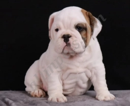 Sophie  puppies for sale