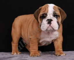 Bodi  puppies for sale