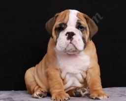 Bodi  puppies for sale