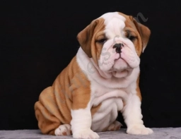 Moose  puppies for sale