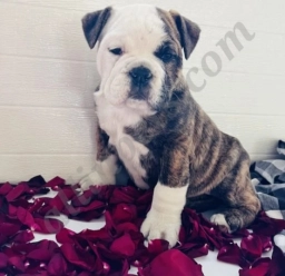 Bella  puppies for sale