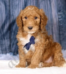 Nikko  puppies for sale