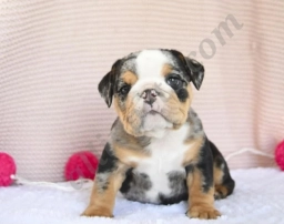 Chubbs  puppies for sale