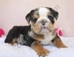 Chubbs  puppies for sale
