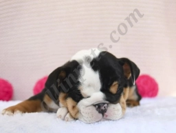 Cuddles  puppies for sale