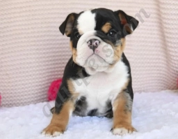 Cuddles  puppies for sale