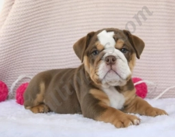 Coffee  puppies for sale