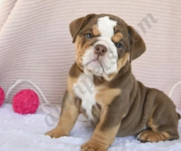 Coffee  puppies for sale