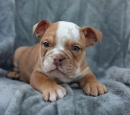 Casper  puppies for sale