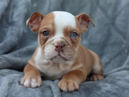 Casper  puppies for sale