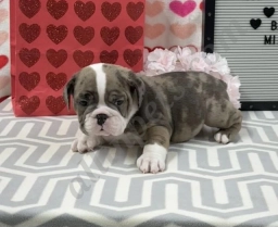 Ryan  puppies for sale