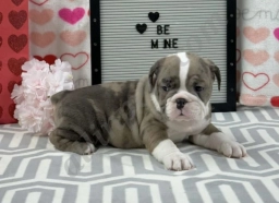 Ryan  puppies for sale