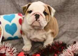 Emerald  puppies for sale