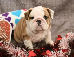 Emerald  puppies for sale