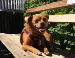 BarkBud  puppies for sale