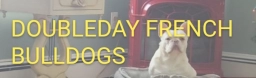 Doubleday French Bulldogs  puppies for sale