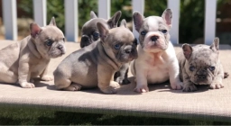 Roserlower Frenchie  puppies for sale