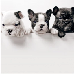 Classic Frenchie  puppies for sale