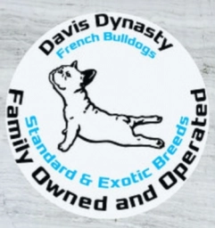 David Dynasty  puppies for sale