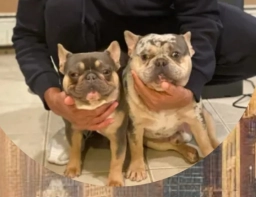 Valor Bullies  puppies for sale