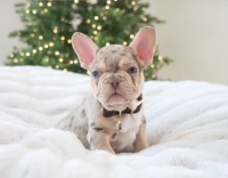 Royal Frenchies  puppies for sale
