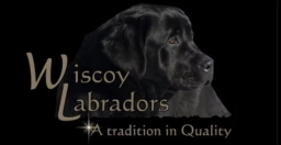 Wiscoy Labradors  puppies for sale